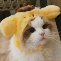 Sanrios-Cinnamoroll-My-Melody-Pompom-Purins-Pochacco-Cute-Plush-Pet-Hat-Cat-Dog-Anime-Kawaii-Cap